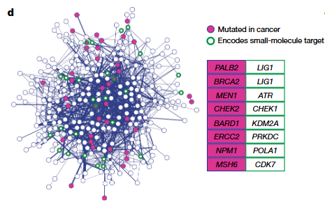 合成致死网络图谱，标注哪些基因对与癌症突变、小分子靶点重叠