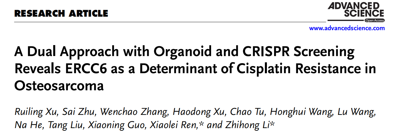 A Dual Approach with Organoid and CRISPR Screening Reveals ERCC6 as a Determinant of Cisplatin Resistance in Osteosarcoma