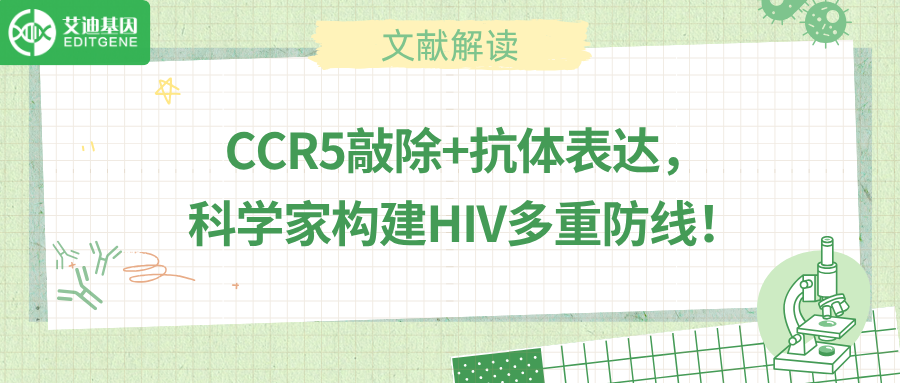 基因编辑联合抗体分泌，HIV治疗迎来新突破！