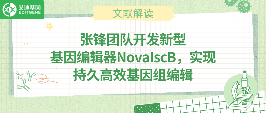 张锋团队打造新酶工具NovaIscB ，助力精准基因调控