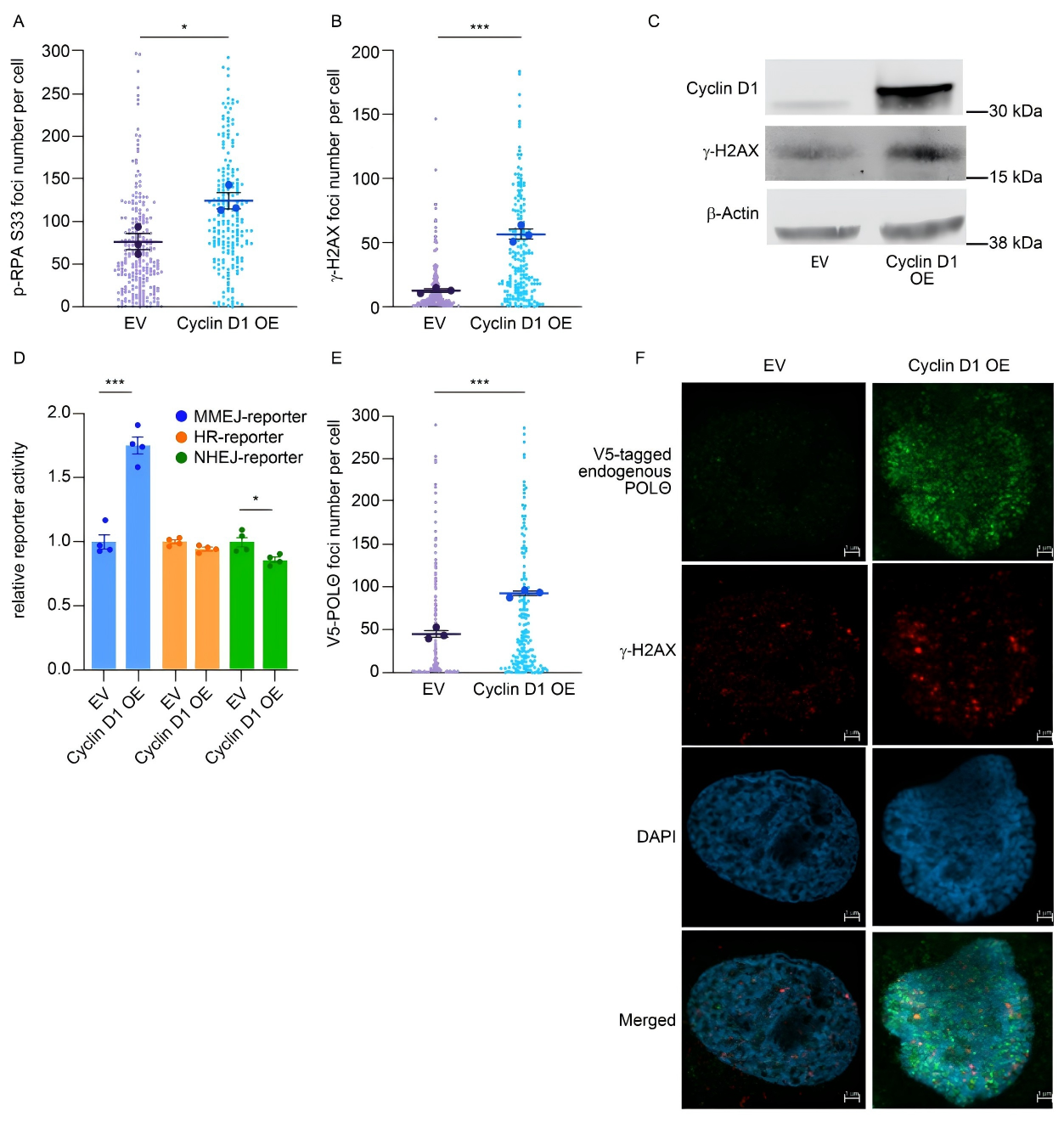 Cyclin D1过表达选择性激活MMEJ介导DNA损伤修复