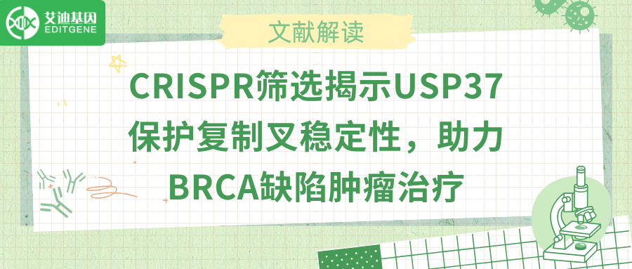 去泛素化酶USP37抑制HLTF，癌症耐药有解了