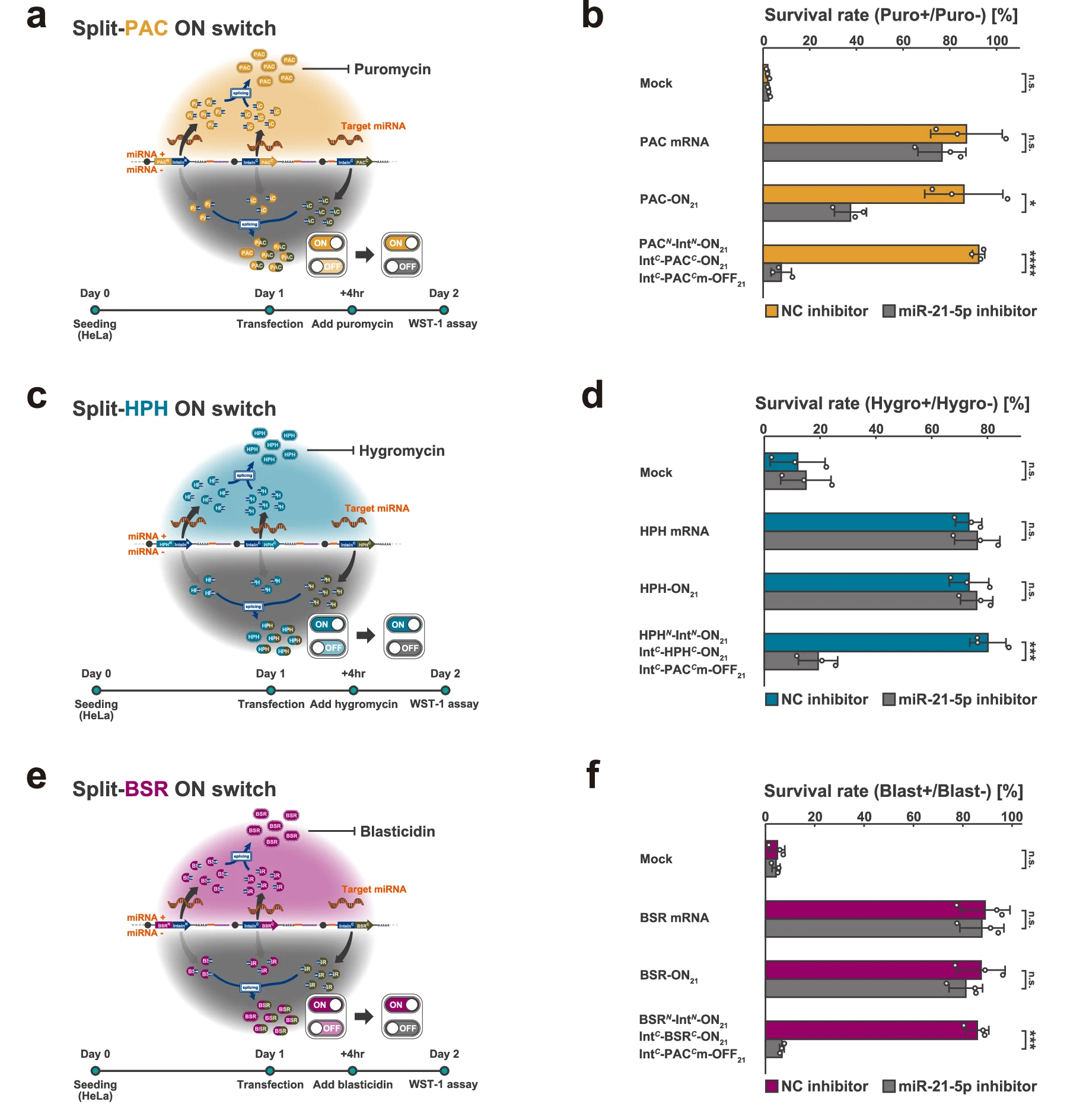 Split RNA调控耐药基因，在HeLa细胞中存活率>80%