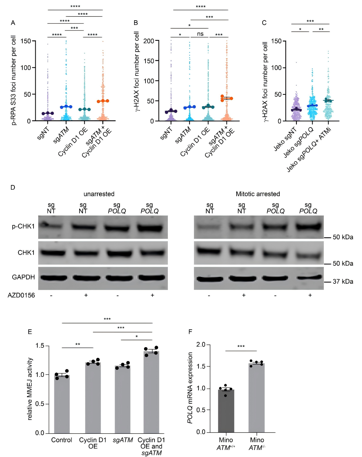 ATM 缺陷与Cyclin D1过表达共同增强MMEJ介导的DNA损伤修复