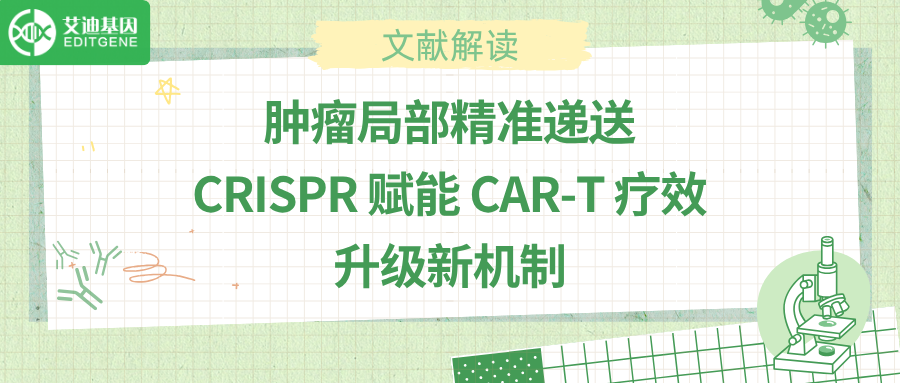 肿瘤局部精准递送，CRISPR 赋能 CAR-T 疗效升级新机制