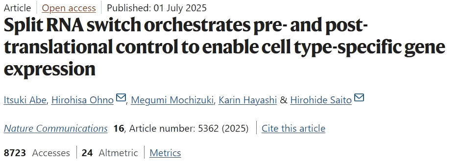 Split RNA switch orchestrates pre- and post-translational control to enable cell type-specific gene expression