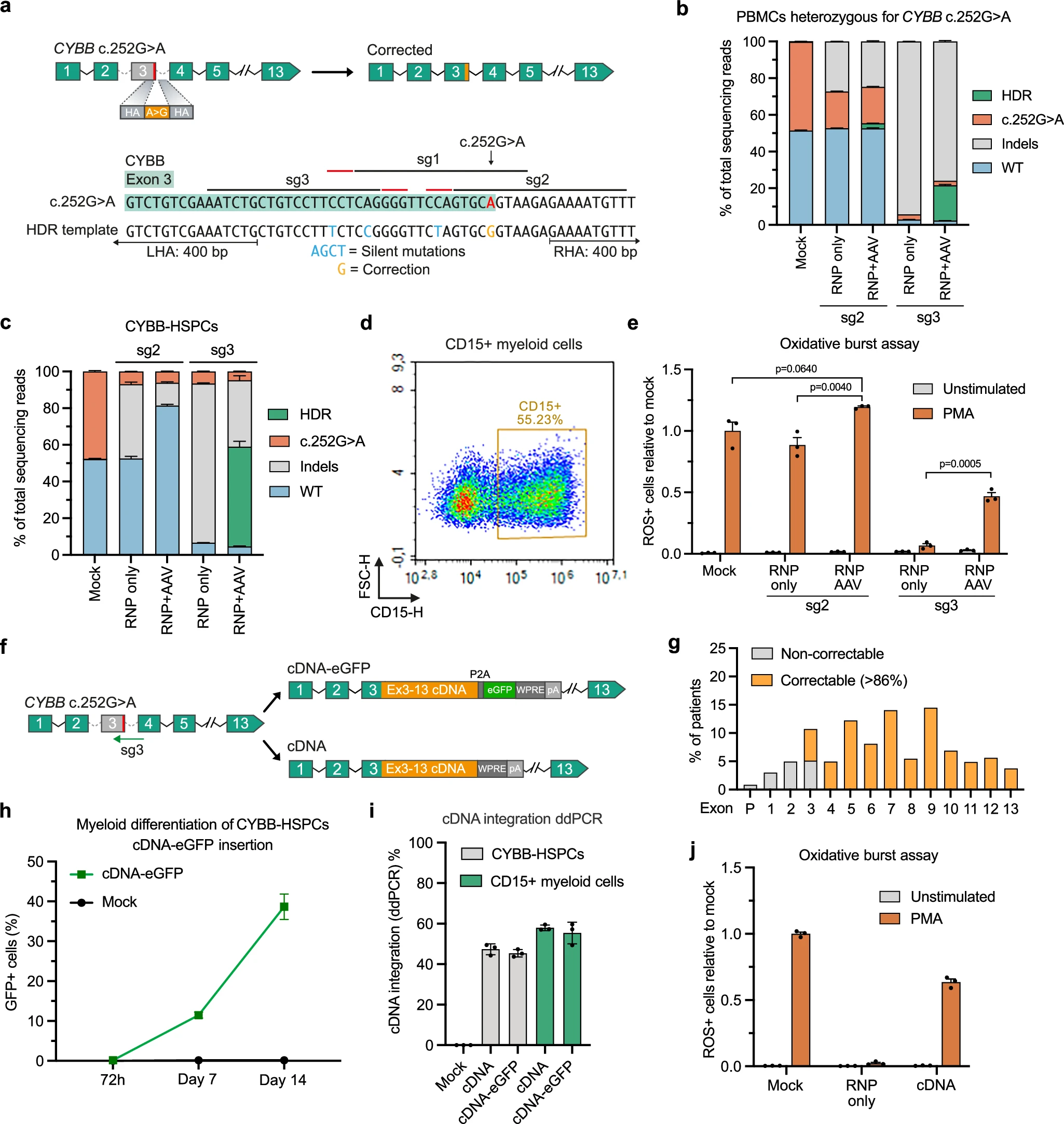 用于校正 CYBB 变异的等位基因特异性编辑和 cDNA 插入