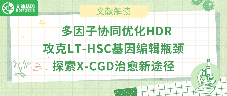 多因子协同优化HDR，攻克LT-HSC基因编辑瓶颈