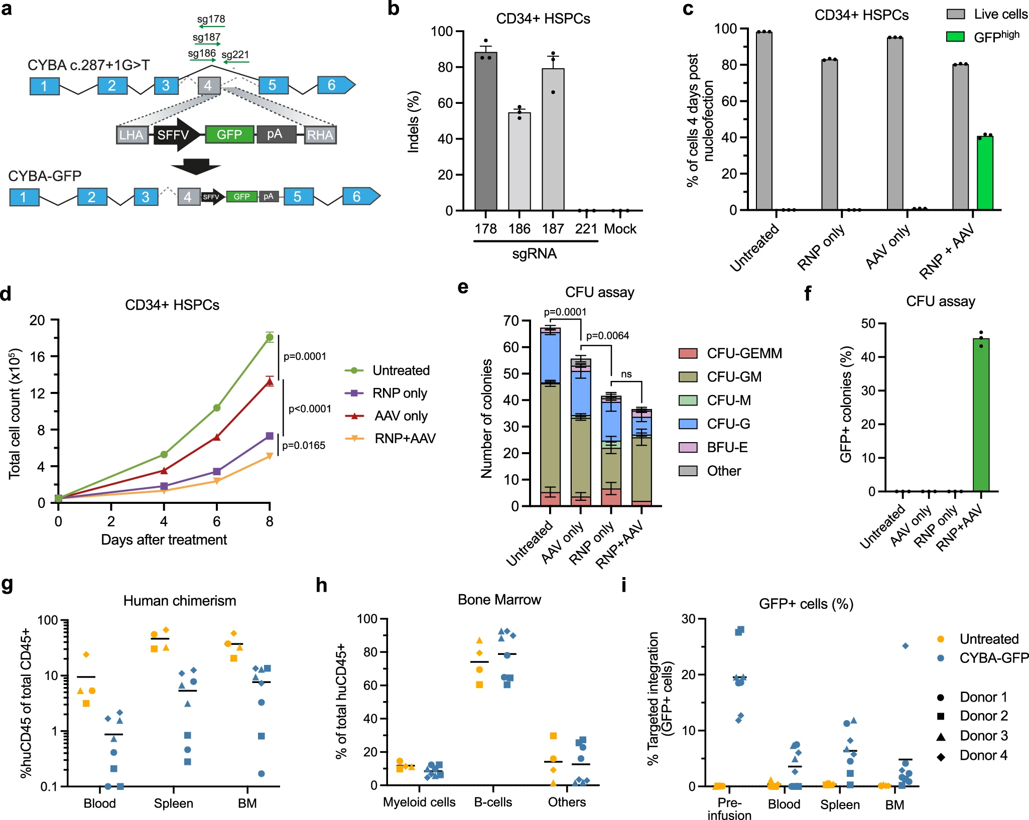 基于RNP+AAV的靶向插入CYBA