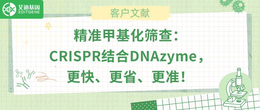 精准甲基化筛查：CRISPR结合DNAzyme，更快、更省、更准！