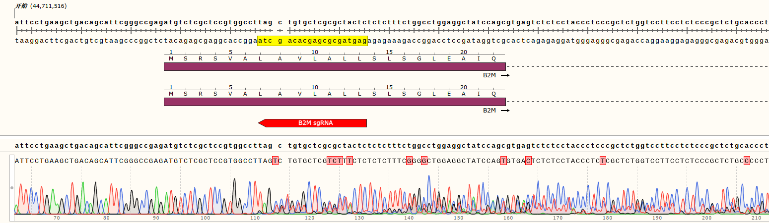 hIPSC-B4 (B2M) Sanger测序比对结果