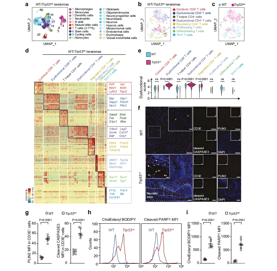 顺利获得单细胞RNA测序技术分析畸胎瘤中浸润T细胞的分子特征
